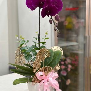 Chậu Lan Hồ Điệp Đỏ Ớt Trang Trí Phòng Khách