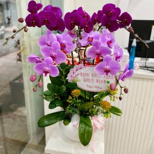 Chậu Lan Hồ Điệp Tím Hồng Rực Rỡ Chúc Mừng Khai Trương