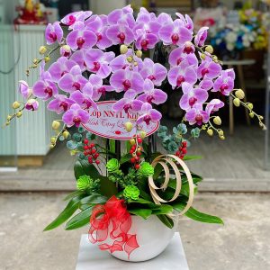 Chậu Lan Hồ Điệp Hồng Rực Rỡ – Thịnh Vượng Và Vẻ Đẹp Bền Lâu