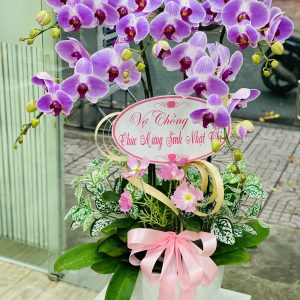 Chậu Lan Hồ Điệp Hồng Dịu Dàng – Gửi Trao Yêu Thương Ngọt Ngào