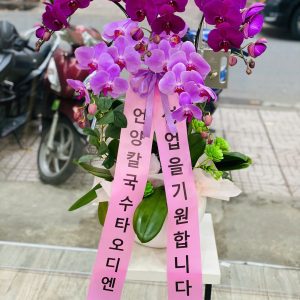 Chậu Lan Hồ Điệp Tím Mix Hồng Kèm Nơ – Món Quà Chúc Mừng Sang Trọng & Ý Nghĩa