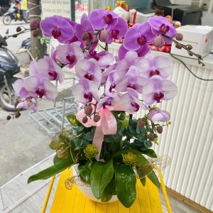 Chậu Lan Hồ Điệp 6 Cành Mang Màu Sắc Thanh Lịch, Sang Trọng
