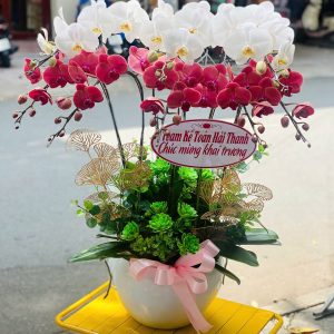 Chậu Lan Hồ Điệp Mang Sắc Màu Trắng & Đỏ Nâu – May Mắn, Thịnh Vượng