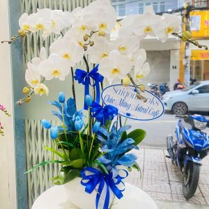 Chậu Lan Hồ Điệp 5 Cành Màu Trắng Mừng Khai Trương Hồng Phát