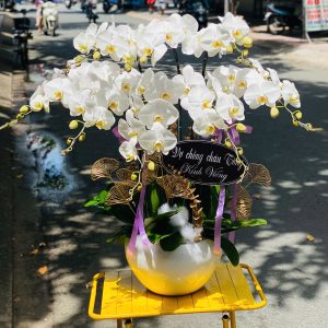 Chậu Lan Hồ Điệp Trắng – 8 Cành Sang Trọng, Kính Viếng Lễ Tang