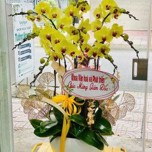 Chậu Lan Hồ Điệp Vàng 8 cành - Thanh nhã và quý phái