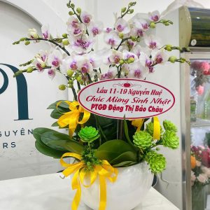Chậu Lan Hồ Điệp Mini - 6 Cành thích hợp tặng sinh nhật, khai trương,...