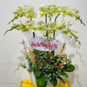 Chậu Lan Hồ Điệp 6 Cành Màu Xanh Cốm Sang Trọng