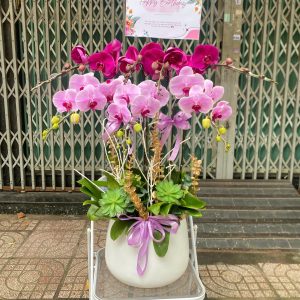 Chậu Lan Hồ Điệp 7 Cành Phối 2 Màu Sang Trọng