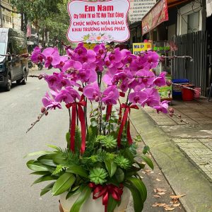 Chậu Lan Hồ Điệp 12 cành sang trọng