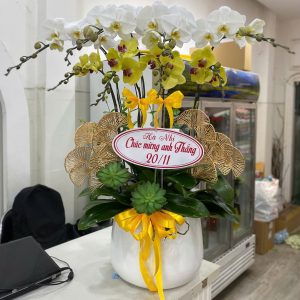 Chậu Lan Hồ Điệp 8 cành – Phối màu Vàng & Trắng