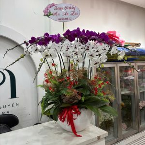 Chậu Lan Hồ Điệp 11 cành sang trọng (Màu hoa thay đổi theo ngày)