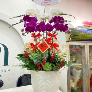 Chậu Lan Hồ Điệp 8 cành (Màu hoa tuỳ theo ngày)