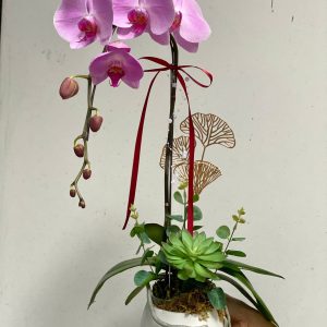 Chậu Lan Hồ Điệp 1 cành - Hồng Anna (nơ ngọc)