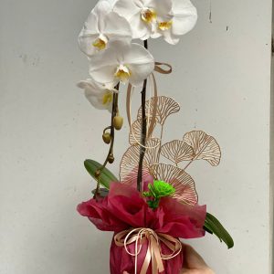 Chậu Lan Hồ Điệp 1 cành - Trắng