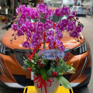 Chậu Lan Hồ Điệp 8 cành - Hồ điệp Bản Đồ sang trọng